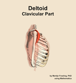 The clavicular part of the deltoid muscle of the shoulder - orientation 9
