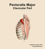 The clavicular part of the pectoralis major muscle of the shoulder - orientation 1