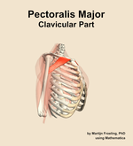 The clavicular part of the pectoralis major muscle of the shoulder - orientation 10