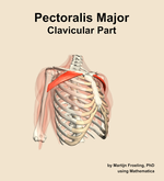 The clavicular part of the pectoralis major muscle of the shoulder - orientation 11