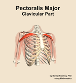 The clavicular part of the pectoralis major muscle of the shoulder - orientation 12