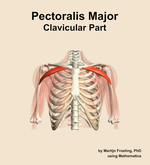 The clavicular part of the pectoralis major muscle of the shoulder - orientation 13