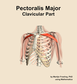 The clavicular part of the pectoralis major muscle of the shoulder - orientation 14