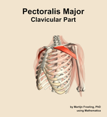 The clavicular part of the pectoralis major muscle of the shoulder - orientation 15