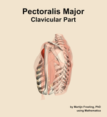The clavicular part of the pectoralis major muscle of the shoulder - orientation 2