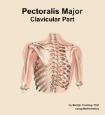 The clavicular part of the pectoralis major muscle of the shoulder - orientation 4
