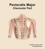 The clavicular part of the pectoralis major muscle of the shoulder - orientation 5