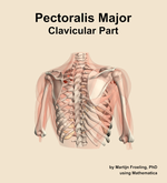The clavicular part of the pectoralis major muscle of the shoulder - orientation 6