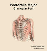 The clavicular part of the pectoralis major muscle of the shoulder - orientation 7