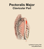 The clavicular part of the pectoralis major muscle of the shoulder - orientation 8