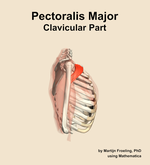 The clavicular part of the pectoralis major muscle of the shoulder - orientation 9