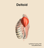 The deltoid muscle of the shoulder - orientation 1