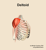 The deltoid muscle of the shoulder - orientation 10