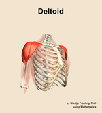 The deltoid muscle of the shoulder - orientation 11
