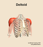 The deltoid muscle of the shoulder - orientation 12