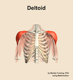 The deltoid muscle of the shoulder - orientation 13