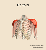 The deltoid muscle of the shoulder - orientation 14