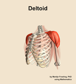 The deltoid muscle of the shoulder - orientation 15