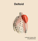 The deltoid muscle of the shoulder - orientation 16