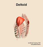 The deltoid muscle of the shoulder - orientation 2