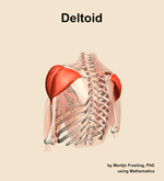 The deltoid muscle of the shoulder - orientation 3