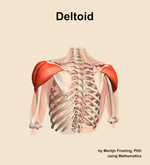 The deltoid muscle of the shoulder - orientation 4