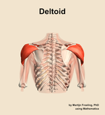 The deltoid muscle of the shoulder - orientation 5