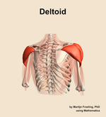 The deltoid muscle of the shoulder - orientation 6