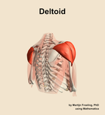 The deltoid muscle of the shoulder - orientation 7