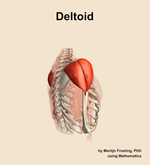 The deltoid muscle of the shoulder - orientation 8