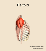 The deltoid muscle of the shoulder - orientation 9