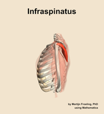 The infraspinatus muscle of the shoulder - orientation 1