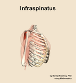 The infraspinatus muscle of the shoulder - orientation 10