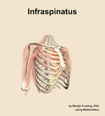 The infraspinatus muscle of the shoulder - orientation 11