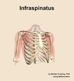 The infraspinatus muscle of the shoulder - orientation 12