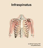 The infraspinatus muscle of the shoulder - orientation 13