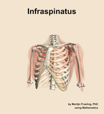 The infraspinatus muscle of the shoulder - orientation 14