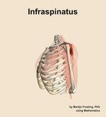 The infraspinatus muscle of the shoulder - orientation 16