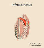 The infraspinatus muscle of the shoulder - orientation 2