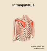 The infraspinatus muscle of the shoulder - orientation 3