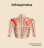 The infraspinatus muscle of the shoulder - orientation 5