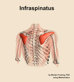 The infraspinatus muscle of the shoulder - orientation 6
