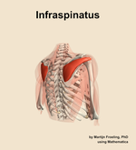 The infraspinatus muscle of the shoulder - orientation 7