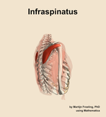 The infraspinatus muscle of the shoulder - orientation 8