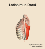 The latissimus dorsi muscle of the shoulder - orientation 1