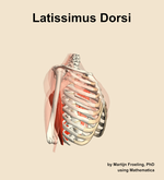 The latissimus dorsi muscle of the shoulder - orientation 10