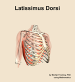 The latissimus dorsi muscle of the shoulder - orientation 11