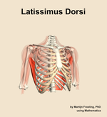 The latissimus dorsi muscle of the shoulder - orientation 12
