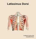 The latissimus dorsi muscle of the shoulder - orientation 13