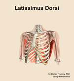 The latissimus dorsi muscle of the shoulder - orientation 14